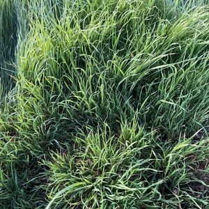 Meet your Posher, Jane